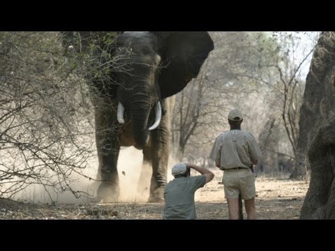How to tell if an elephant is about to charge How to tell if an elephant is about to charge