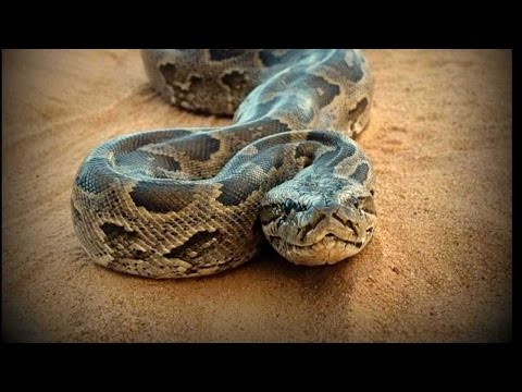 世界最大のヘビトップ10