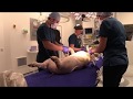 Pig being prepared for surgery