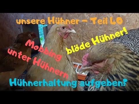 unsere Hühner Teil 40: blöde Hühner! Mobbing unter Hühnern! Soll ich die Hühnerhaltung aufgeben?
