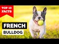 French Bulldog - Top 10 Facts