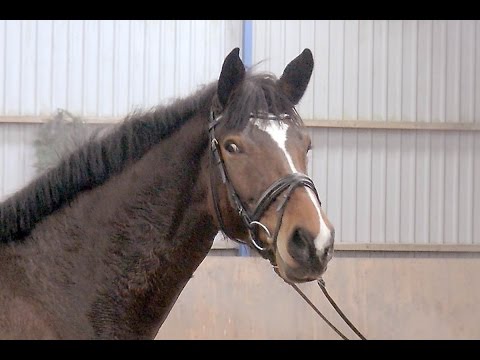 Holsteiner Stute Eileen von Canto - Carolus I - Exorbitant xx