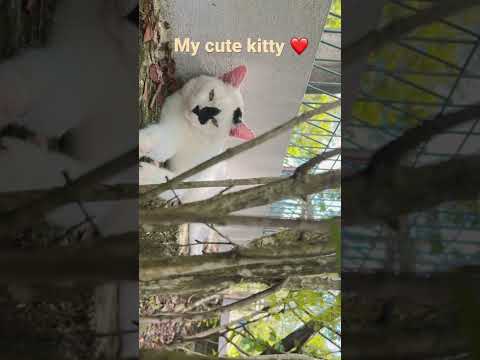 Hello! Soo this is my munchkin cat and kitler | song: Darari |