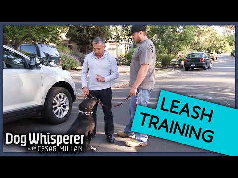 Cesar Millan Trains Aggressive Pit Bull To Walk On Leash | Dog Whisperer