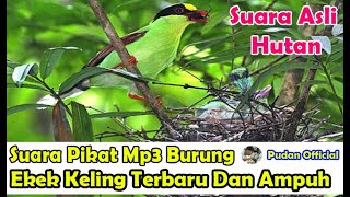 Download lagu SUARA PIKAT MP3 BURUNG EKEK KELING TERBARU DAN PALING AMPUH AUDIO JERNIH DIJAMIN ANTI ZONK mp3 Download lagu SUARA PIKAT MP3 BURUNG EKEK KELING TERBARU DAN PALING AMPUH AUDIO JERNIH DIJAMIN ANTI ZONK mp3
