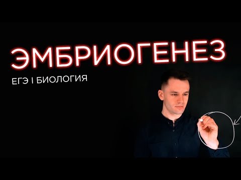 Эмбриогенез | ЕГЭ Биология | Даниил Дарвин