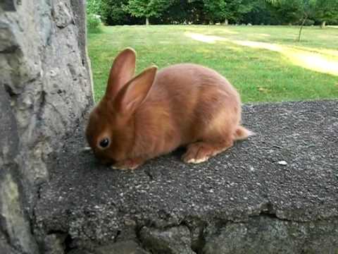 Sparks - 7 Week Old Thrianta Rabbit