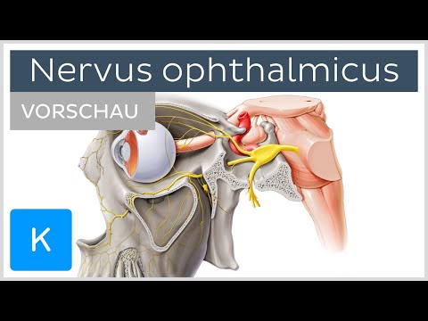Nervus ophthalmicus: Verlauf und Äste (Vorschau) | Kenhub
