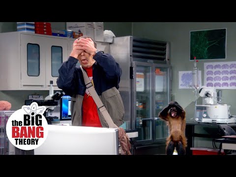 Sheldon Rudely Interrupts Amy's Experiment | The Big Bang Theory