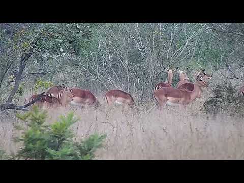 Djuma: Impalas grazing - 16:53 - 07/21/2022