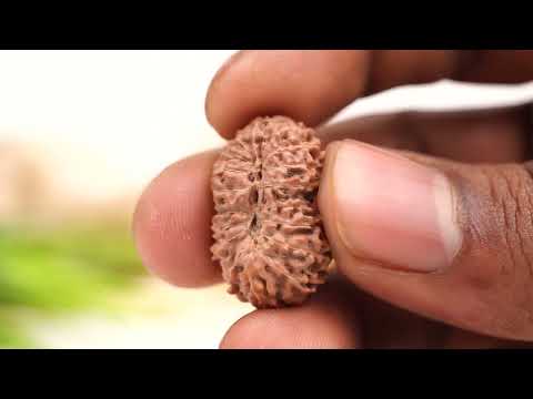 Rudraksha Product Image