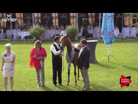 2 nd place  N.6 DA ARIYANA - Ströhen 2017 C-Show - Junior Fillies Championship (Class 16)