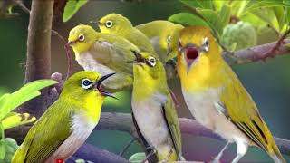 Download lagu MASTERAN, TERAPI, & PANCINGAN PLECI MONTY MONTANUS NEMBAK NGALAS GACOR DIJAMIN LANGSUNG NYAUT 100% mp3 Download lagu MASTERAN, TERAPI, & PANCINGAN PLECI MONTY MONTANUS NEMBAK NGALAS GACOR DIJAMIN LANGSUNG NYAUT 100% mp3