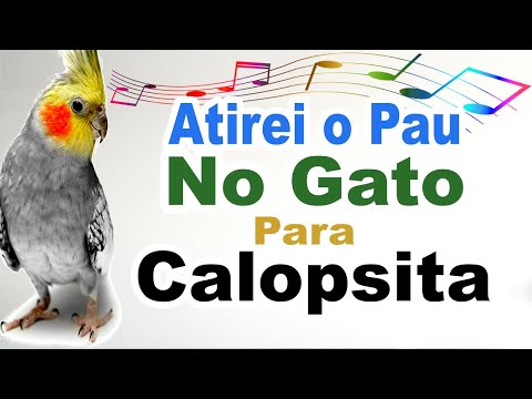 Assobio calopsita - atirei o pau no gato para treinar calopsita - atirei pau no gato para calopsita