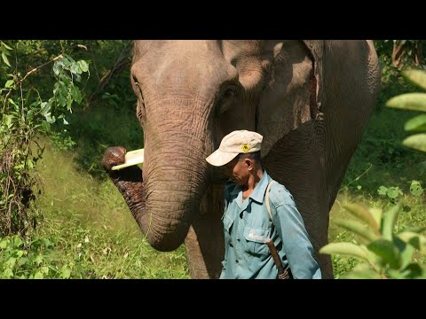 Researchers analyse DNA from dung to save Laos elephants | AFP