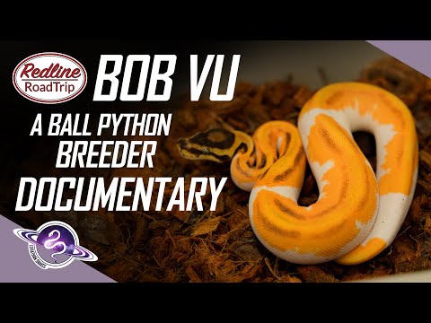 Bob Vu | A Ball Python Breeder Documentary | Redline Road Trip #ballpython #snakes #snake #pets #pet