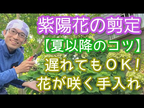 アジサイの切り方 ~ひときわ美しく咲く花の様子~ 植物