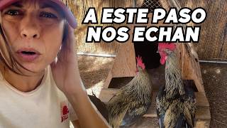 Cuidando la finquita, gallinero loco y calabazas deformes. Vlog255