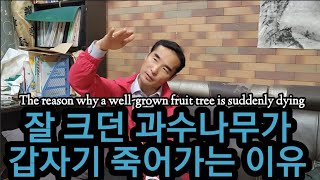 갑자기 과수나무가 시들어 죽어간다고요? 고사하는 이유는? The reason why a well-grown …