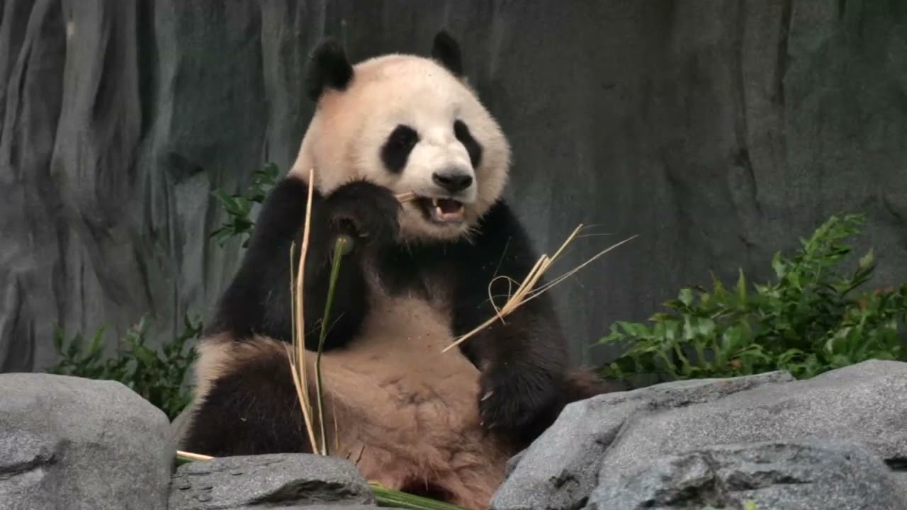 China's new panda diplomats touch down in DC