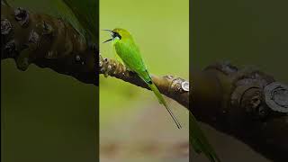 Download lagu Burung Kirik kirik hijau | #jagatburung #duniaburung #suaraburung #burungliar #burungkicau  #birds mp3