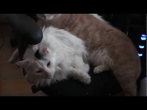 Arun & Kosal - 2 Cats, Best Friends Always Together