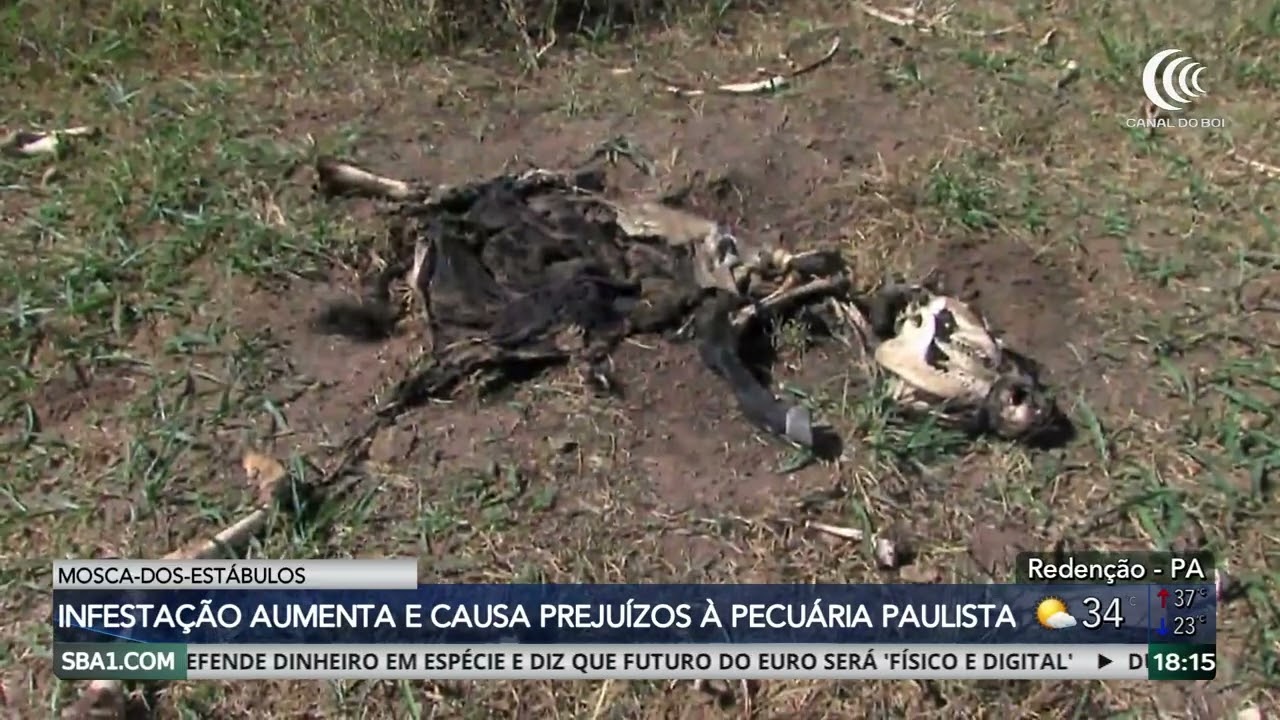 Infestação da mosca-dos-estábulos causa prejuízos à pecuária paulista
