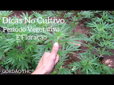 , title : 'Dicas Para Ter Um Cultivo De Cannabis Com Sucesso  #115 ( GORDÃO THC )'