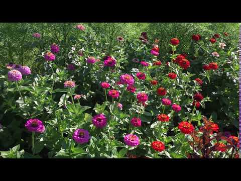 Fler fjärilar i trädgården