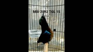 Download lagu Konin isian gereja mp3