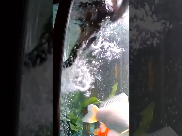 Cat jumps in fish tank