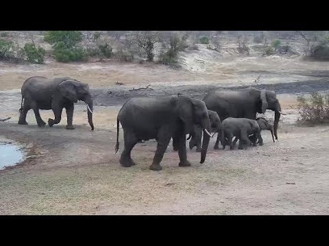 Djuma: Small herd of Elephants - 06:38 - 09/16/19