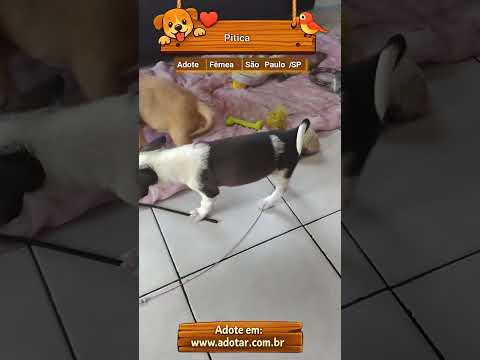Vídeo de Pitica