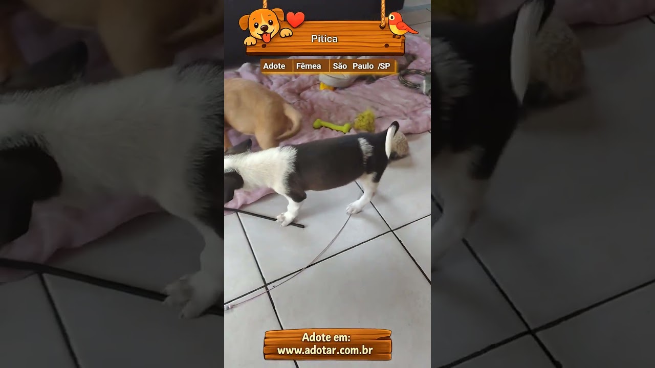 Cachorro raça SRD-ViraLata idade 2 a 6 meses nome Pitica
