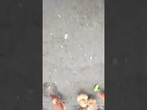 feeding chickens cucumber