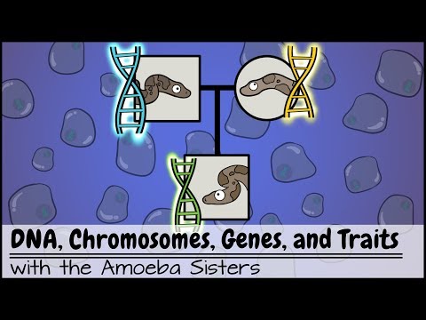 DNA, Chromosomes, Genes, and Traits: An Intro to Heredity