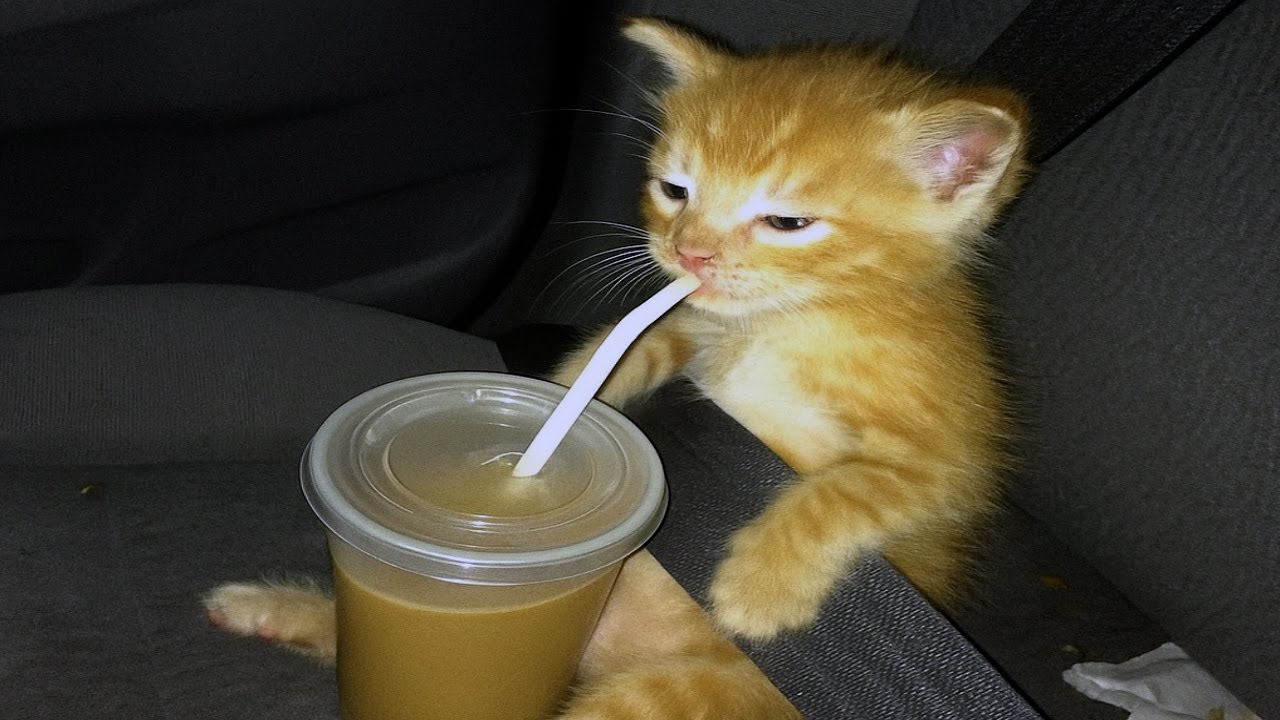 these cats are broken