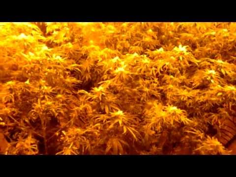 Day 27 Flowering White Russian Weed / Heat stress..But smellin yummy ..