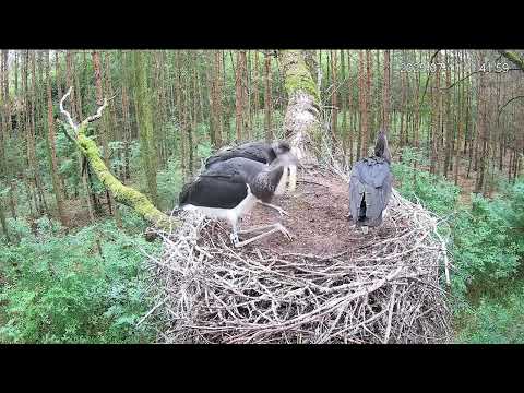 Black Stork, Łódź Voivodeship Poland 🐟 x 2😁 2025/07/11