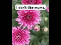 Fall is for Mums, but They are not My Favorite Flower
