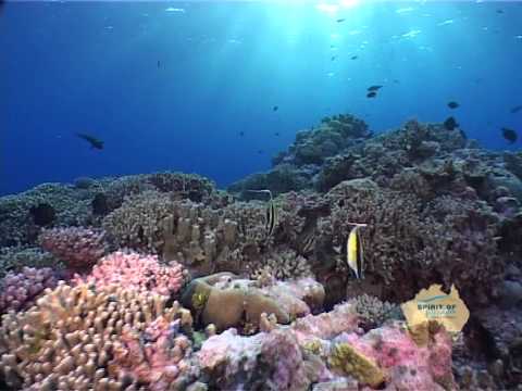 Spirit of Freedom - Dive Liveaboard video