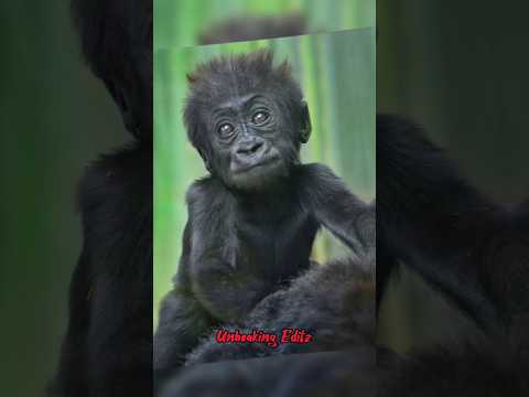 2023 Gorilla and 4500 bce Gorilla...#shorts #gorilla