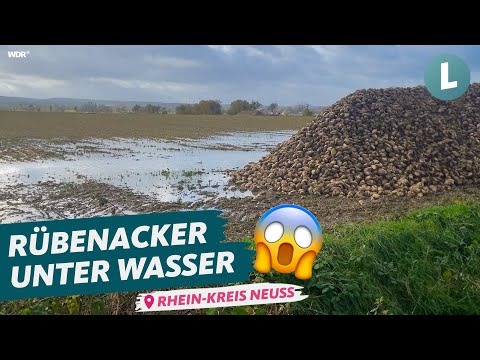 , title : 'Nasse Rübenernte in NRW: Jetzt muss es mit dem Roder schnell gehen! | WDR Lokalzeit Land.Schafft.'