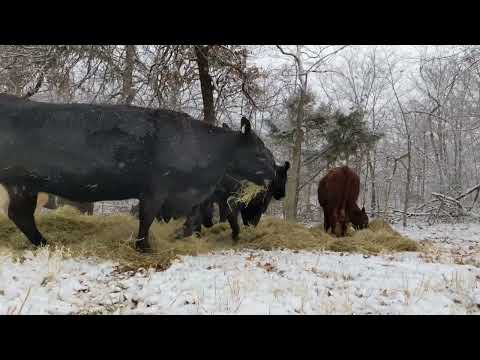 Feeding cattle Hay in the first snow of 2022 in NE Oklahoma