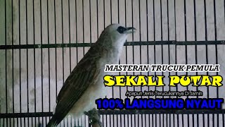 Download lagu PANCINGAN TRUCUKAN GACOR ROPEL PANJANG | MASTERAN TRUCUKAN BAHAN SUPAYA CEPAT BUNYI NYAUT GACOR mp3