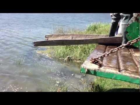 Populare balta Izvoru- Giurgiu (la padure)- 04.09.2012