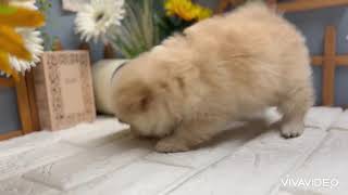 ハーフ犬の動画01