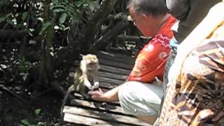 preview picture of video 'Monkey feeding 12-09-2010 Banjarmasin'