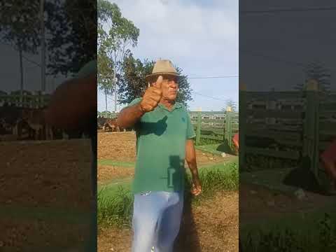 #youtubeshorts #gado #pecuarista #youtubeviral #agro #venturosa #feiradegado