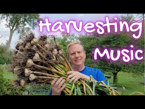 1st Garlic Harvest of 2023 - Music Variety